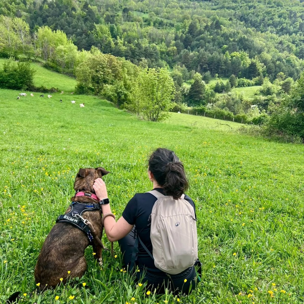 GosSOS registra 19 adopcions entre juny i juliol i destaca el bon ritme durant l’estiu